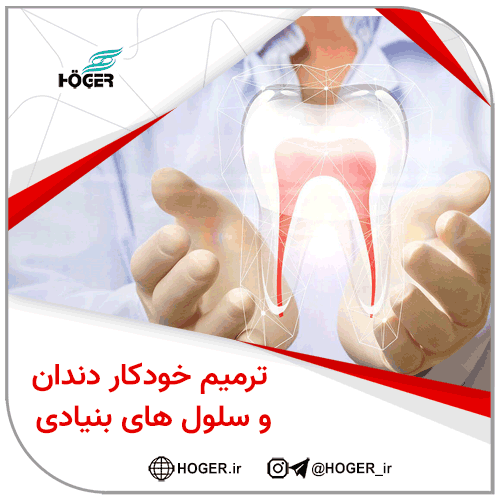 ترمیم خودکار دندان