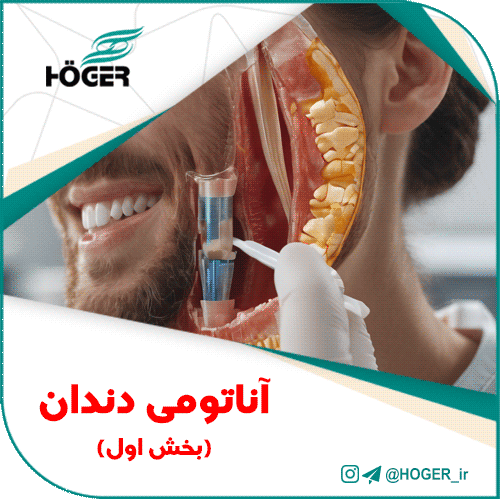 آناتومی دندان
